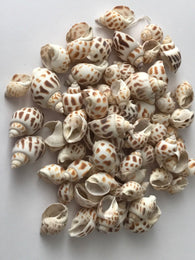100 grams Natural Seashell Beads 4S