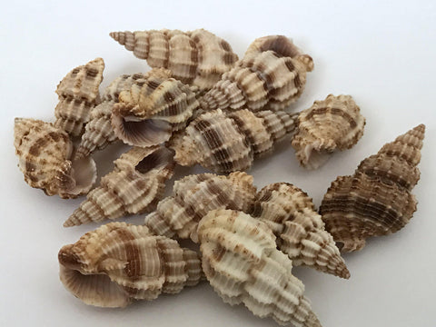 100 grams Natural Shell Beads 7S