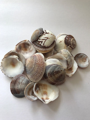 100 grams Natural Shell Beads 2S